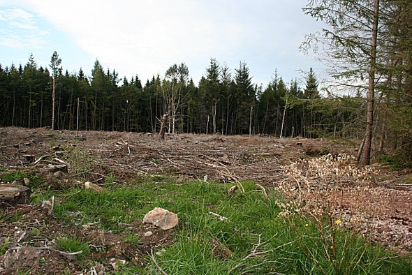 Photo 6"x4" Clear Felled Compartment Alves c2008