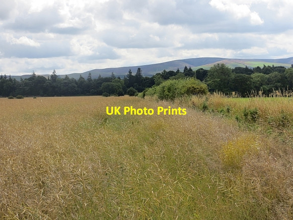 Photo 6"x4" Oilseed rape near Gifford Gifford c2013