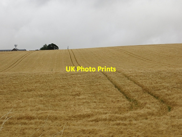 Photo 6"x4" Barley, Middleton South Powrie c2013