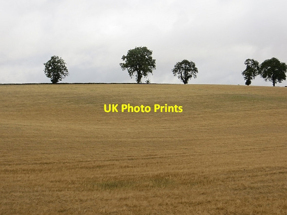 Photo 6"x4" Barley, Duntrune Burnside of Duntrune c2013