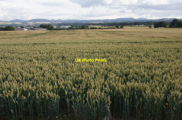 Photo 6"x4" Fields at West Craigs Bughtlin c2013