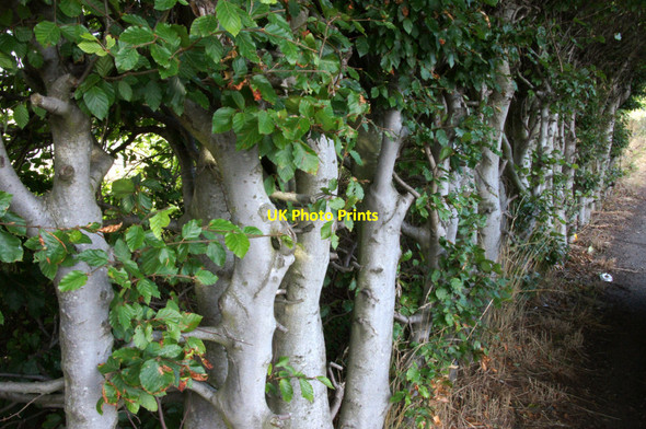 Photo 6"x4" Small beech hedge, Turnhouse Turnhouse c2013