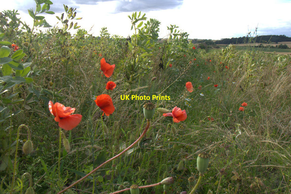Photo 6"x4" Poppies and peas, Lennymuir near Edinburgh Turnhouse c2013