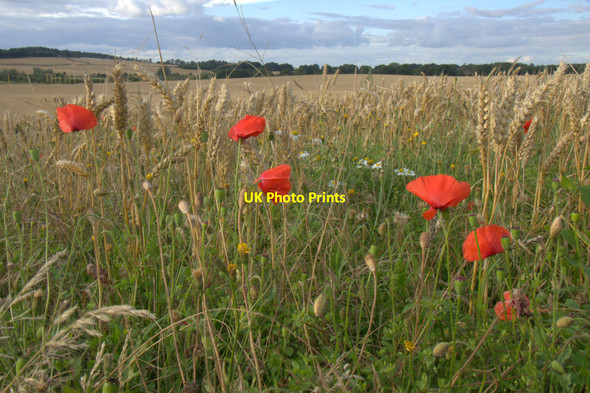 Photo 6"x4" Poppies and wheat, Lennymuir, near Edinburgh Turnhouse c2013