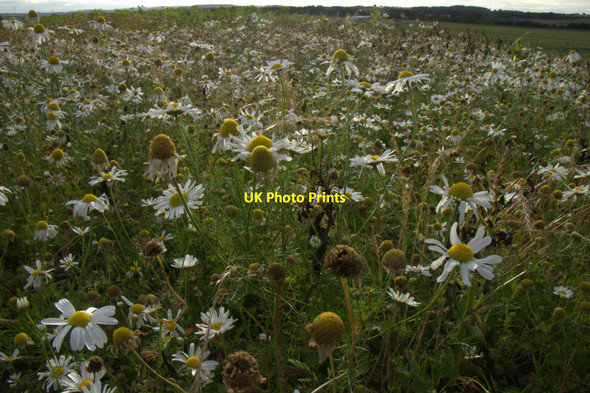 Photo 6"x4" Scentless Mayweed (Tripleurospermum inodorum), Lennymuir, near Edinburgh Turnhouse c2013