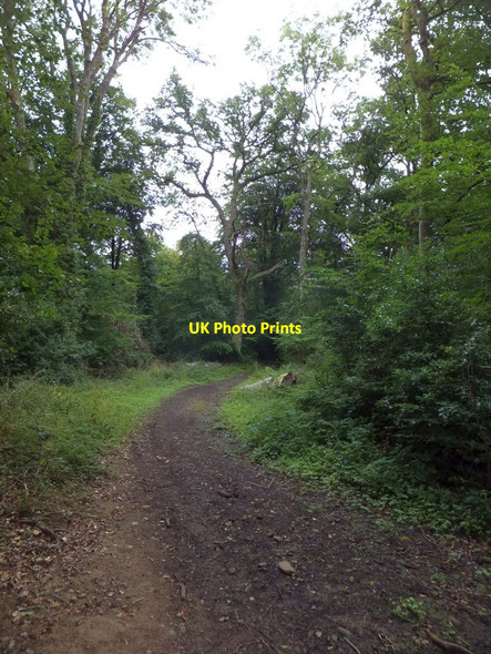 Photo 6"x4" Bridlepath into Ashridge Wood Ashridge Court c2013