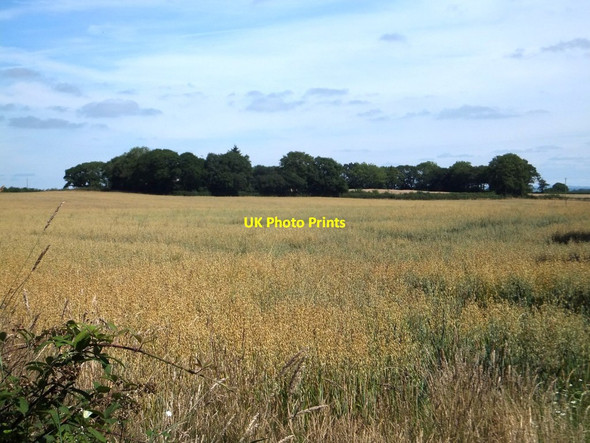 Photo 6"x4" Trees surrounding a field on Ashridge Moor Ashridge Court c2013