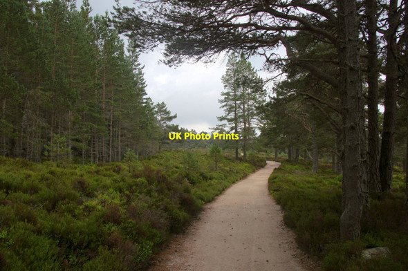 Photo 6"x4" Path in Rothiemurchus Allt Druidh c2013