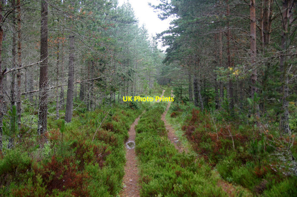 Photo 6"x4" A little used track in Rothiemurchus Lochan nan Geadas\/NH9508 c2013