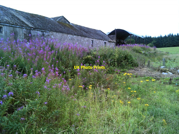 Photo 6"x4" High wildflowers at Swellhead Swellhead c2013