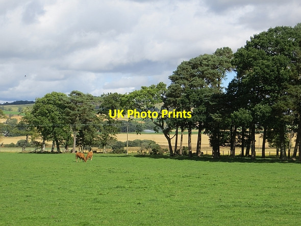 Photo 6"x4" Grass field, Lour Craichie\/NO5047 c2013