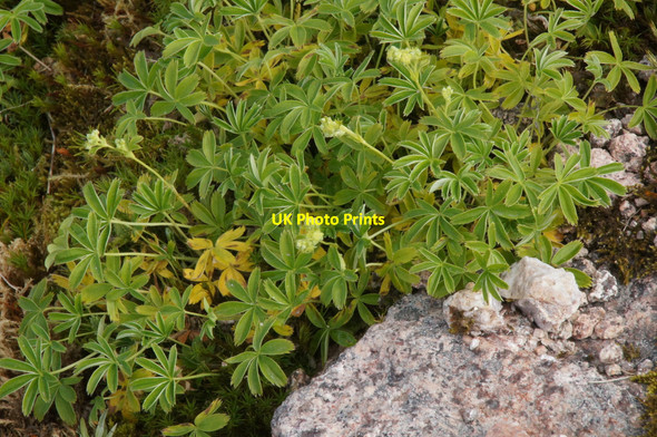 Photo 6"x4" Alpine Lady's Mantle (Alchemilla argyrophylla), Cairn Gorm Cairn Gorm c2013