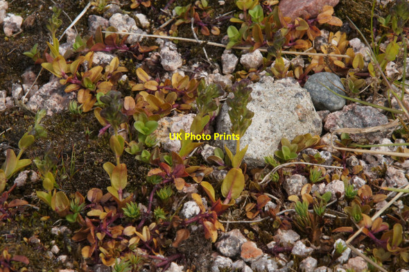 Photo 6"x4" Alpine plant, Cairn Gorm Cairn Gorm c2013