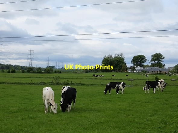 Photo 6"x4" Holstein heifers Balmore\/NS6073 c2013