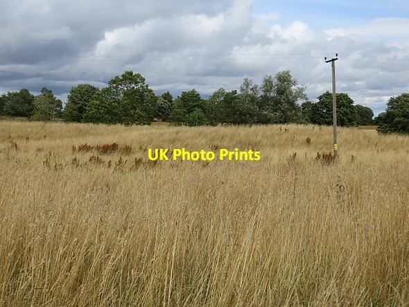 Photo 6"x4" Field not in cultivation Pitmuies c2013