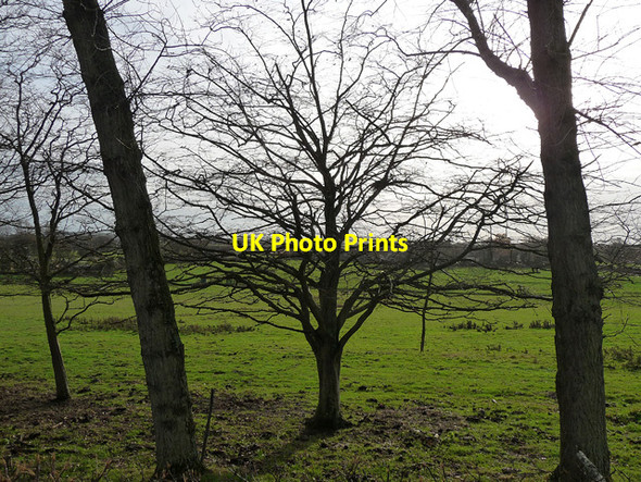 Photo 6"x4" Tree near Henfield Henfield\/TQ2116 c2011