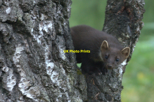 Photo 6"x4" Pine Marten (Martes martes), Rothiemurchus Coylumbridge c2013