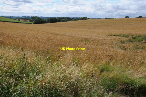 Photo 6"x4" Barley field near Naseby Naseby c2013