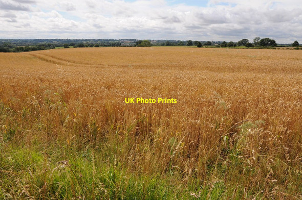 Photo 6"x4" Wheatfield at Naseby Naseby c2013