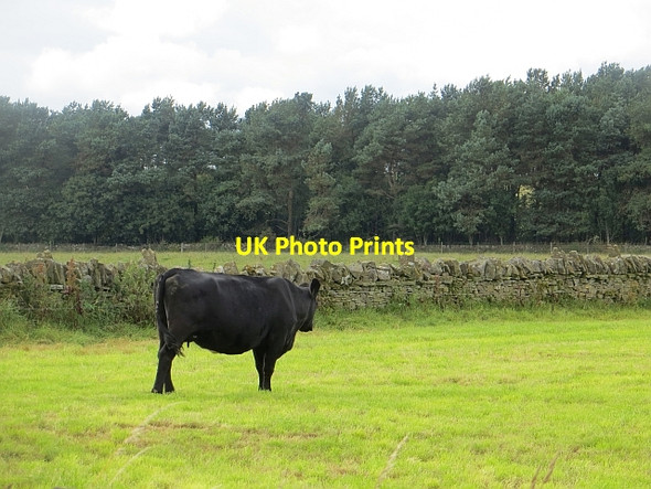 Photo 6"x4" Aberdeen Angus cow Drummygar c2013