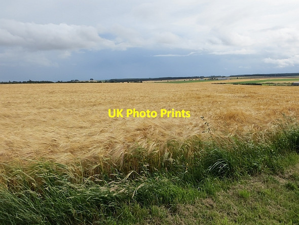 Photo 6"x4" Barley, Carmyllie Carmyllie c2013