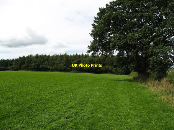Photo 6"x4" Glol Woodland Berthengam c2013