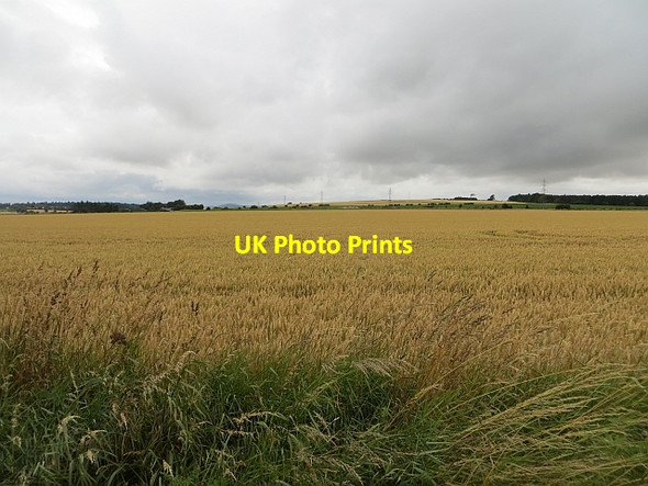 Photo 6"x4" Wheat, Kirkton of Monikie Craigton\/NO5138 c2013