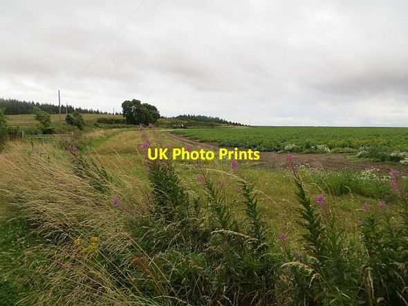 Photo 6"x4" Potato field Craigton\/NO5138 c2013
