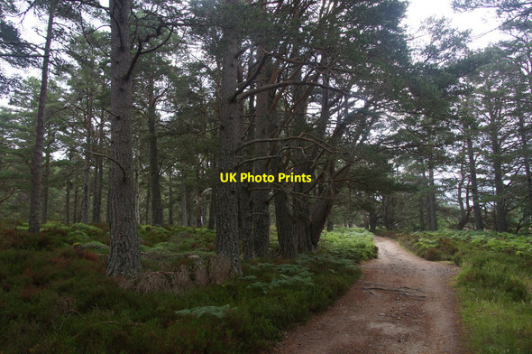 Photo 6"x4" Woodland east of the Cairngorm Club Footbridge, Rothiemurchus Coylumbridge c2013