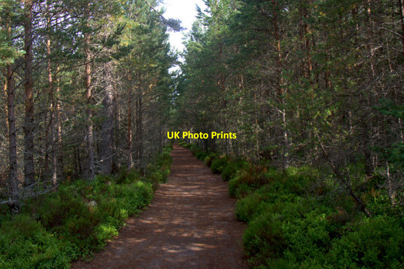 Photo 6"x4" Path from Coylumbridge to the Cairngorm Club Footbridge, Rothiemurchus Coylumbridge c2013
