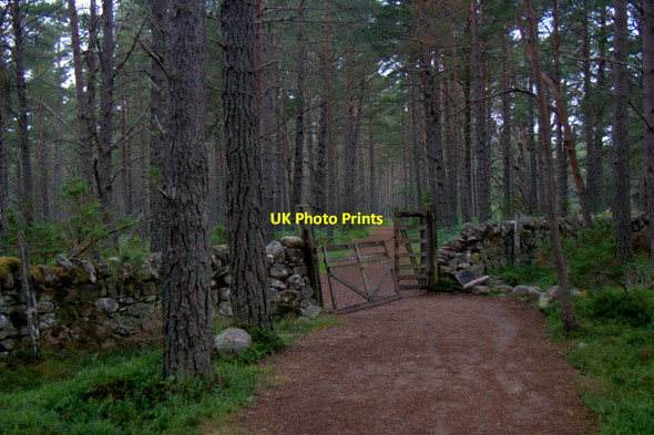 Photo 6"x4" Gate on the path from Coylumbridge to the Cairngorm Club Footbridge, Rothiemurchus Coylumbridge c2013