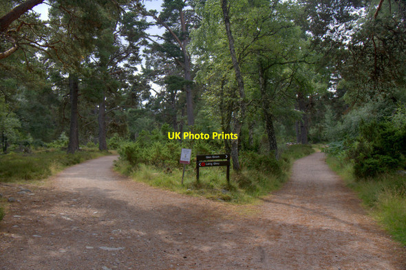 Photo 6"x4" Fork in the path near Lairig Ghru Cottage, Coylumbridge Coylumbridge c2013