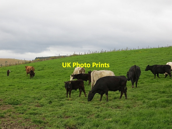 Photo 6"x4" Cattle, Upper Carlestoun Torrance\/NS6274 c2013
