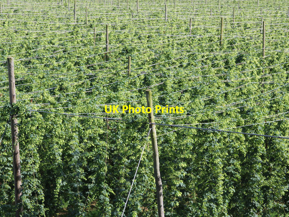 Photo 6"x4" Hop field, Pigeon House Farm Shucknall c2013
