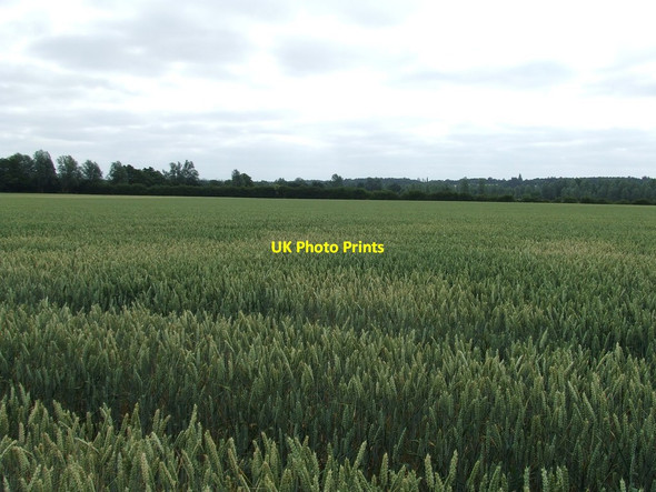 Photo 6"x4" Field Of Wheat Boxted\/TL9933 c2013