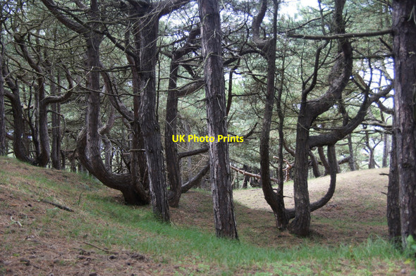 Photo 6"x4" Pine trees along the Fisherman's Path, Freshfield Formby c2013