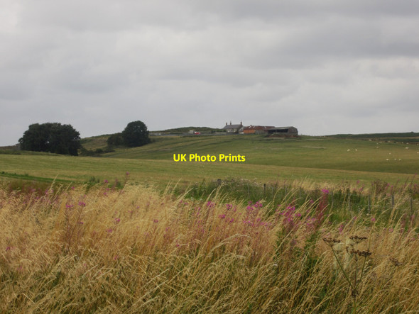Photo 6"x4" Grassland at Doddington Northmoor Doddington\/NT9932 c2013