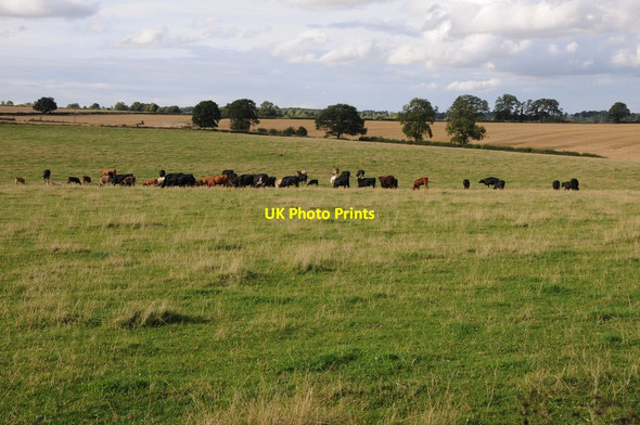 Photo 6"x4" Cattle grazing South Kilworth c2013