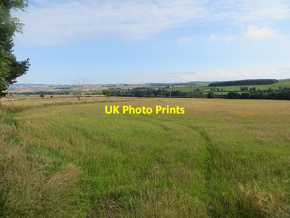 Photo 6"x4" Barley, Lemington Houndwood c2013