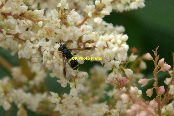 Photo 6"x4" The hoverfly Chrysotoxum bicinctum, Howgate Penicuik c2013
