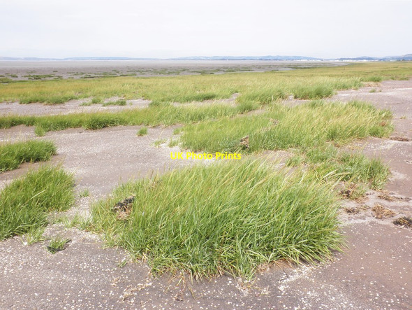 Photo 6"x4" Salt grass, Bridgwater Bay Steart\/ST2745 c2013