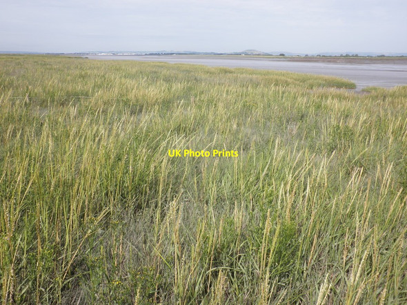 Photo 6"x4" Salt grass on the Parrett Estuary Pawlett Hill c2013