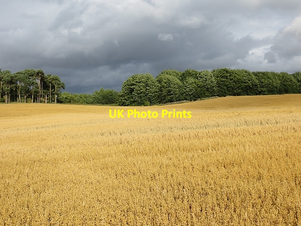 Photo 6"x4" Oats, Pirnie Roxburgh Mains c2013