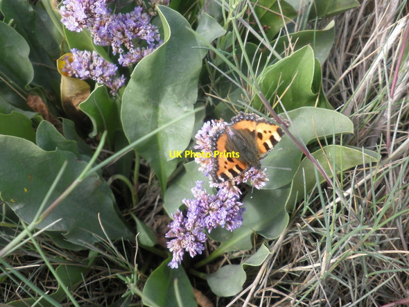 Photo 6"x4" Butterfly on the River Parrett Trail Steart\/ST2745 c2013