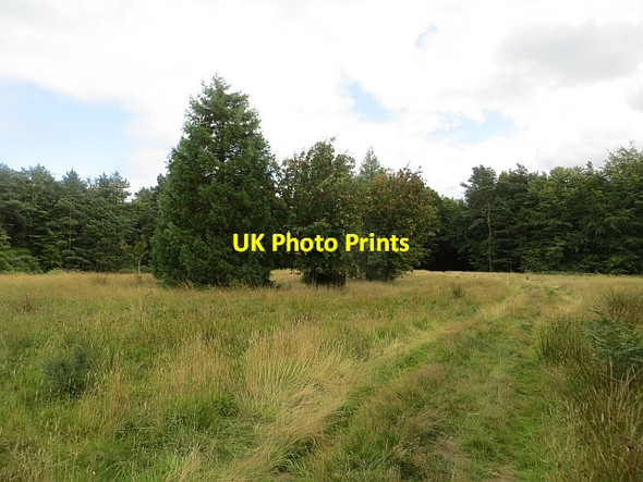 Photo 6"x4" Clearing, Binning Wood Tyninghame c2013