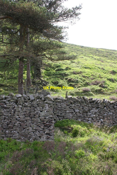 Photo 6"x4" Dry stone wall beside Skipton Moor Lane at wood enclosure Draughton\/SE0352 c2013