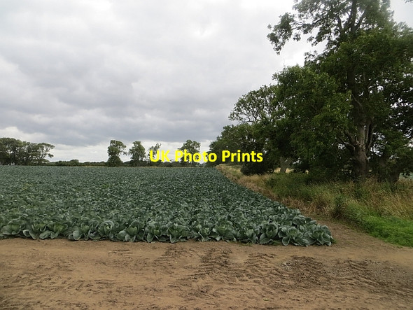 Photo 6"x4" Cabbage field, Tyninghame Tyninghame c2013
