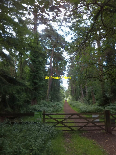 Photo 6"x4" Path leading into Speech House Walk, Forest of Dean Cannop c2013