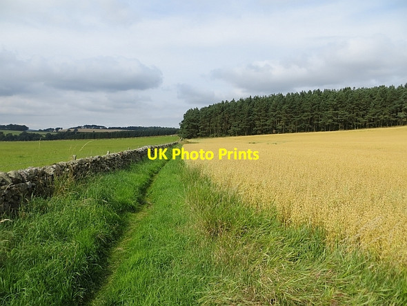 Photo 6"x4" Path and oats Crailinghall c2013
