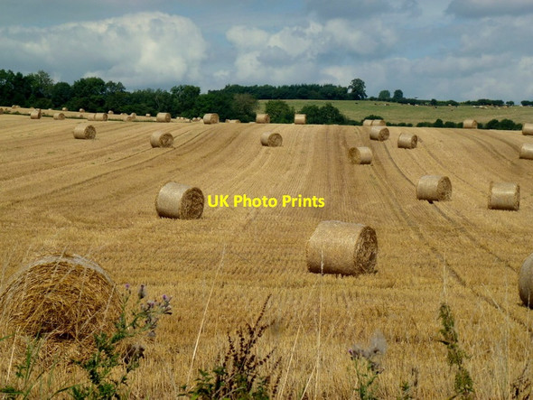 Photo 6"x4" Strawbales, Lewstone Crocker's Ash c2013